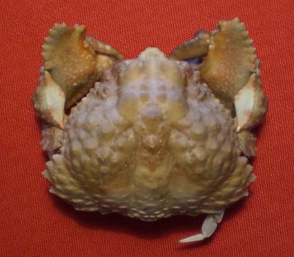 calappa liaoi  T.F.C..bmp